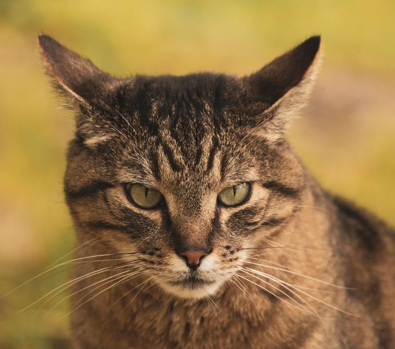 Кот — пациент клиники